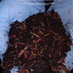 -Red wiggler Compost Worms- Red Wigglers- Composting Worms- Compost Worms- Worm Castings-