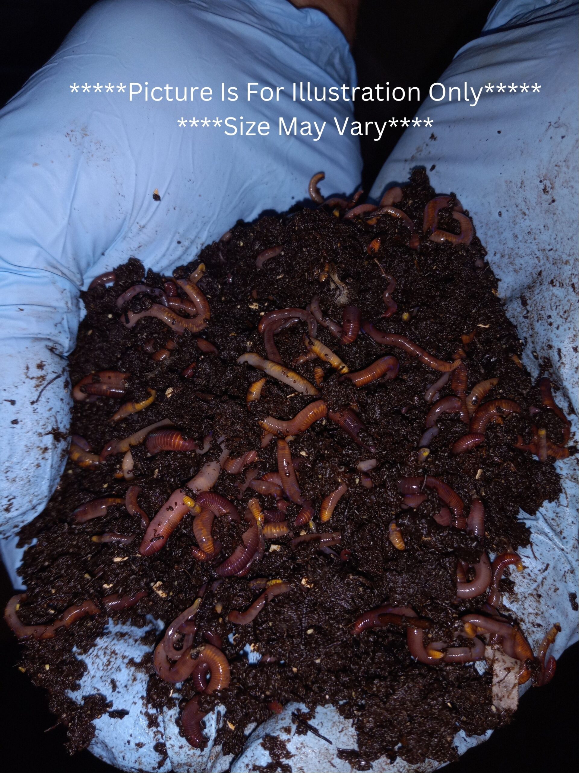 -Red wiggler Compost Worms- Red Wigglers- Composting Worms- Compost Worms- Worm Castings-