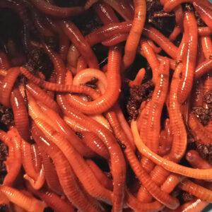 Red Wiggler Compost Worm Mix-Red wiggler Compost Worms- Red Wigglers- Composting Worms- Compost Worms- Worm Castings-