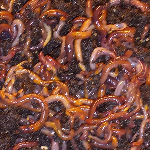 Red Wiggler Compost Worm Mix-Red wiggler Compost Worms- Red Wigglers- Composting Worms- Compost Worms- Worm Castings-