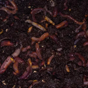 Red Wiggler Compost Worm Mix-Red wiggler Compost Worms- Red Wigglers- Composting Worms- Compost Worms- Worm Castings-