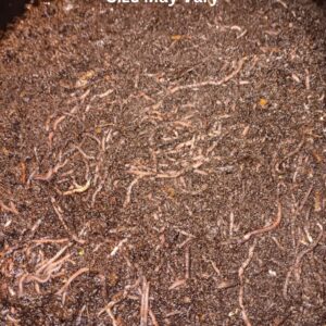 200Compost Worms