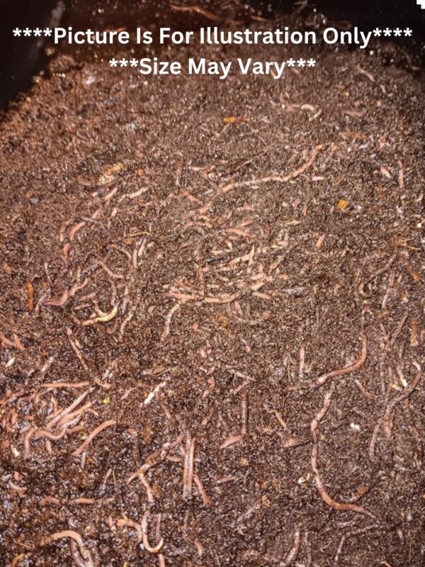 200Compost Worms